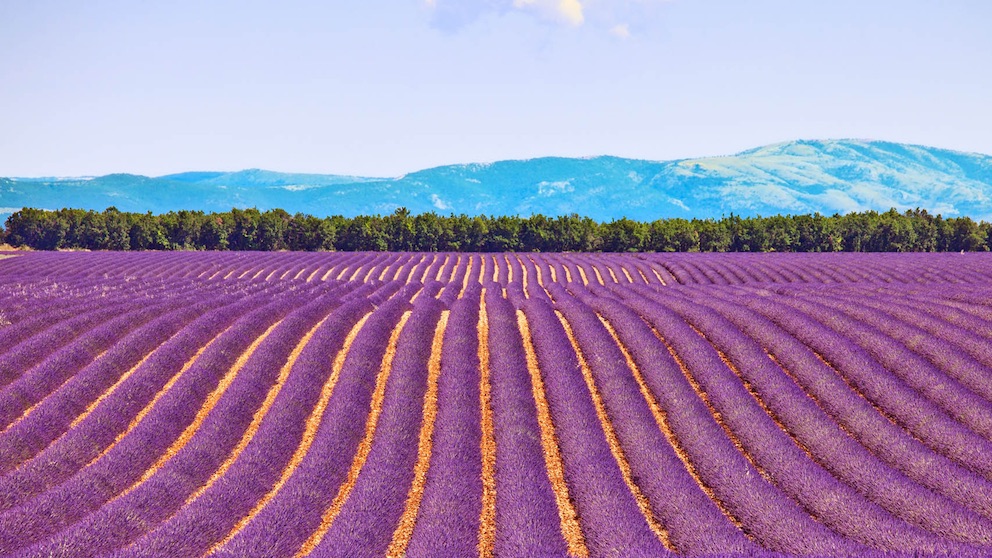 Lavender field in Provence